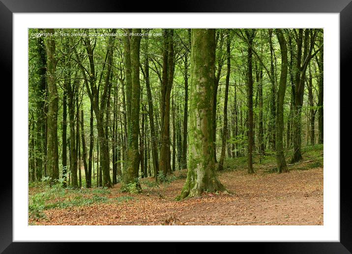 Close up View of Trees in Fforest Fawr Cardiff in October Framed Mounted Print by Nick Jenkins