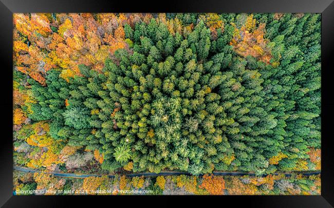 Top Down Forest Framed Print by Mike Shields