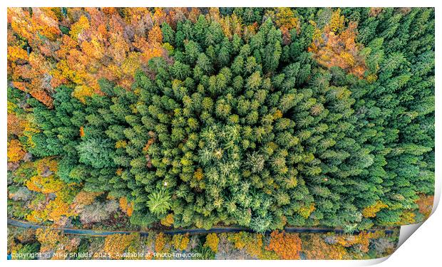 Top Down Forest Print by Mike Shields