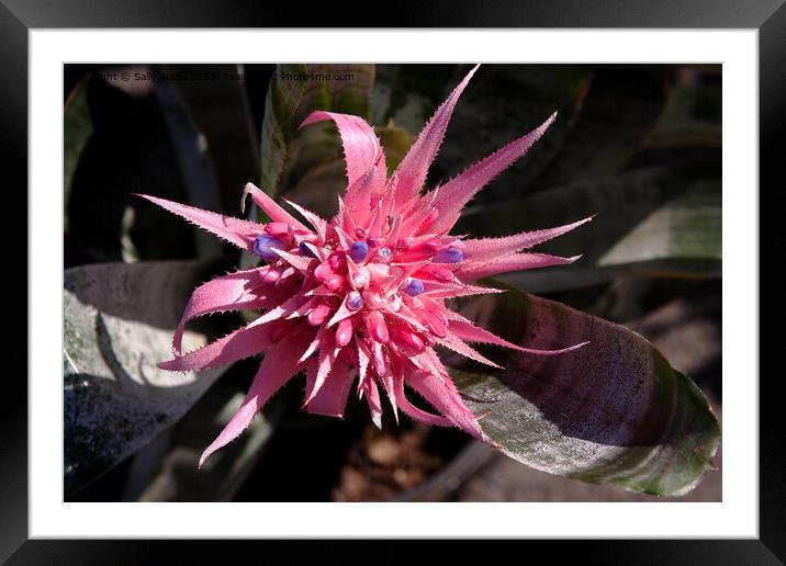 Pink Protea Framed Mounted Print by Sally Wallis