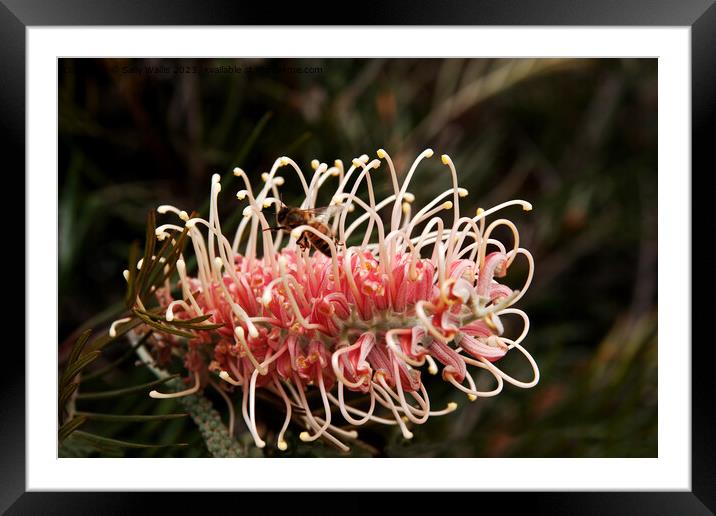 Bee on Protea Framed Mounted Print by Sally Wallis