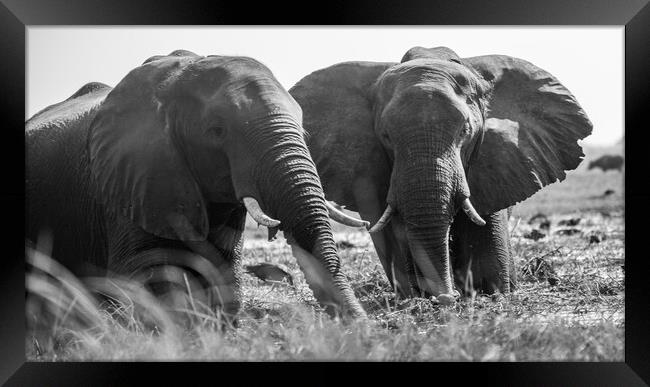 African Elephants Framed Print by Margaret Ryan