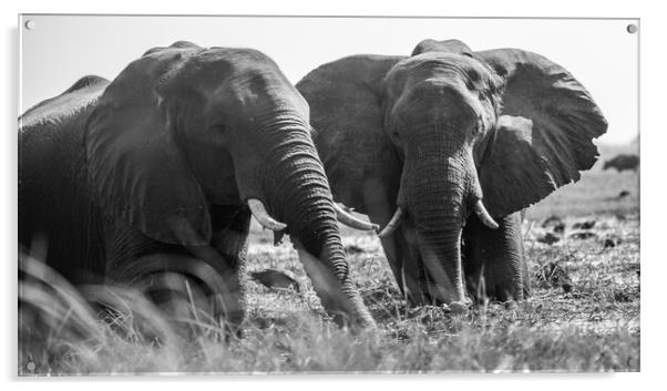 African Elephants Acrylic by Margaret Ryan