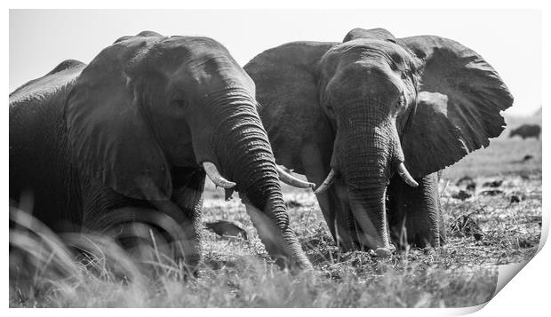 African Elephants Print by Margaret Ryan