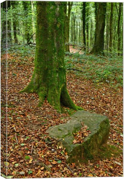 Stand Out Tree and Boulder Fforest Fawr Cardiff  Canvas Print by Nick Jenkins