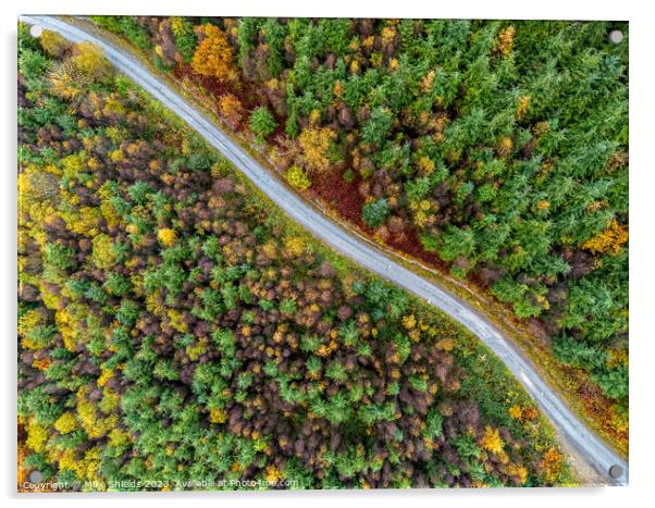 Forest Road by Drone Acrylic by Mike Shields