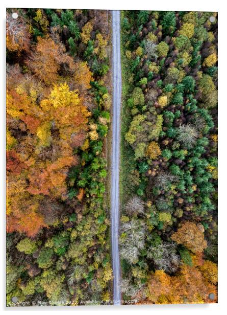 Forest Road by Drone Acrylic by Mike Shields