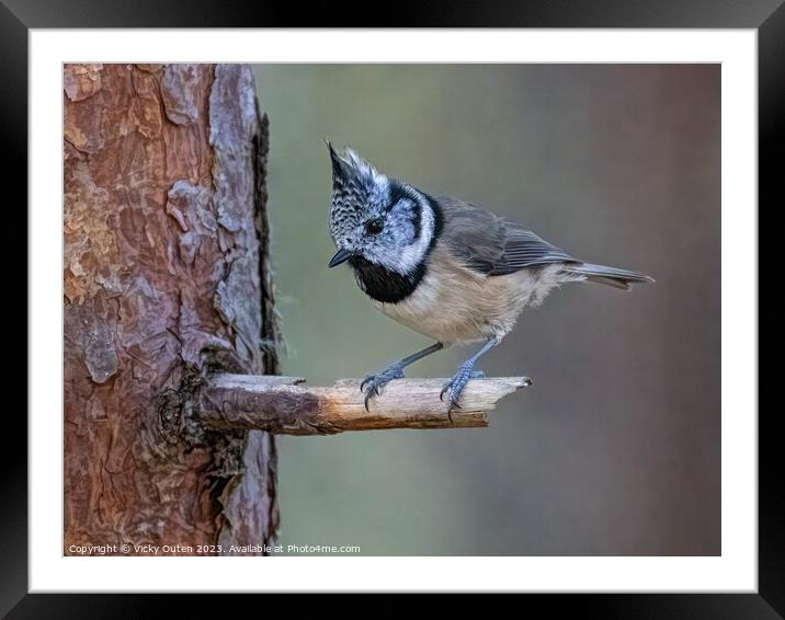 A crested tit perched on a tree branch Framed Mounted Print by Vicky Outen