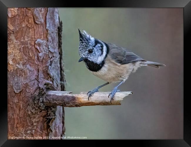 A crested tit perched on a tree branch Framed Print by Vicky Outen