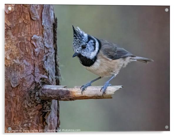 A crested tit perched on a tree branch Acrylic by Vicky Outen