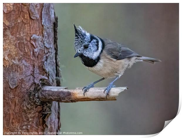 A crested tit perched on a tree branch Print by Vicky Outen
