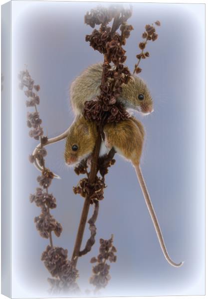 Delicate Harvest Mouse Nibbles on Wheat Canvas Print by kathy white