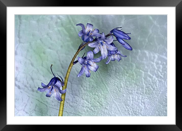 Bluebell with texture Framed Mounted Print by Steve Purnell