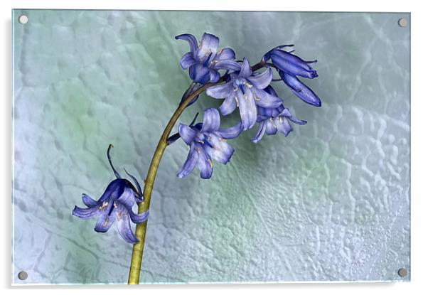 Bluebell with texture Acrylic by Steve Purnell