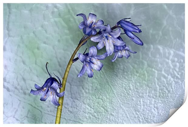 Bluebell with texture Print by Steve Purnell