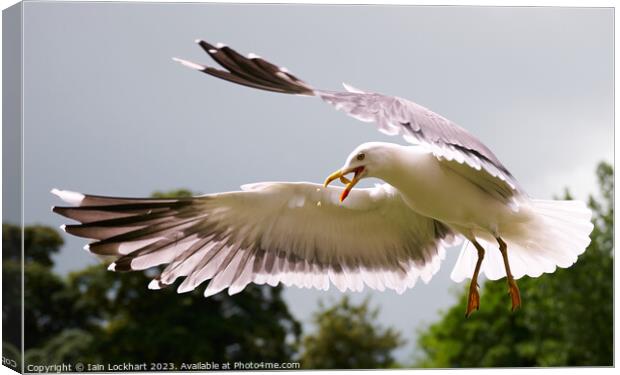 Seagull catching bread in flight Canvas Print by Iain Lockhart