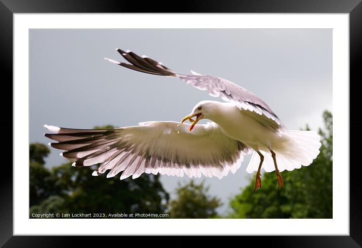 Seagull catching bread in flight Framed Mounted Print by Iain Lockhart