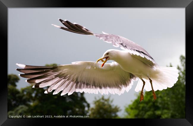 Seagull catching bread in flight Framed Print by Iain Lockhart