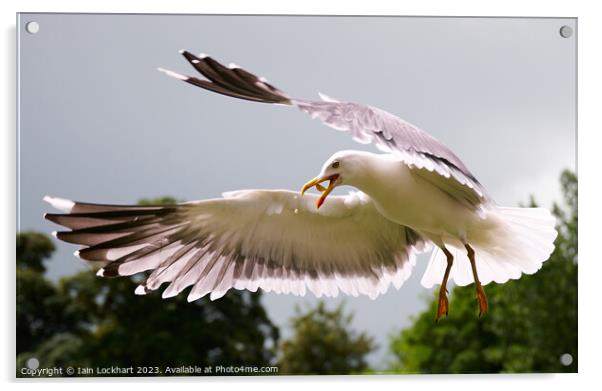 Seagull catching bread in flight Acrylic by Iain Lockhart