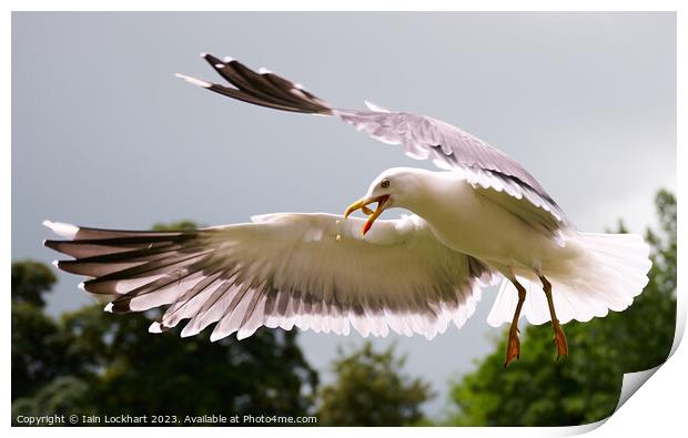 Seagull catching bread in flight Print by Iain Lockhart