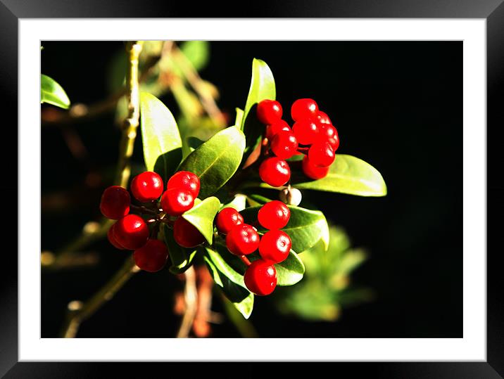 Skimmia Berries Framed Mounted Print by david harding