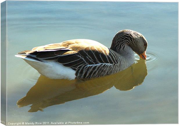 Goose in the water Canvas Print by Mandy Rice