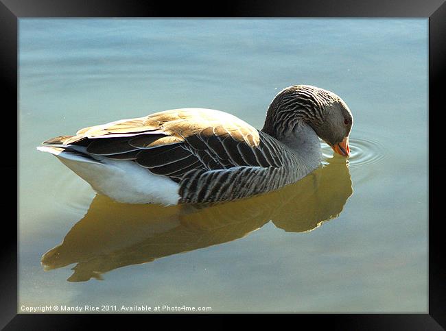 Goose in the water Framed Print by Mandy Rice