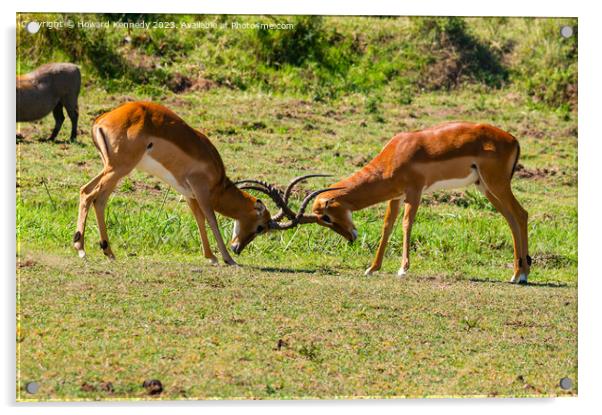 Male Impala fighting Acrylic by Howard Kennedy