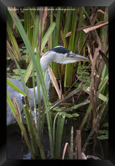 Heron has spotted something in the long reeds Framed Print by Kevin White
