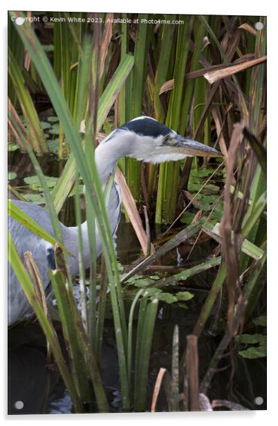 Heron has spotted something in the long reeds Acrylic by Kevin White