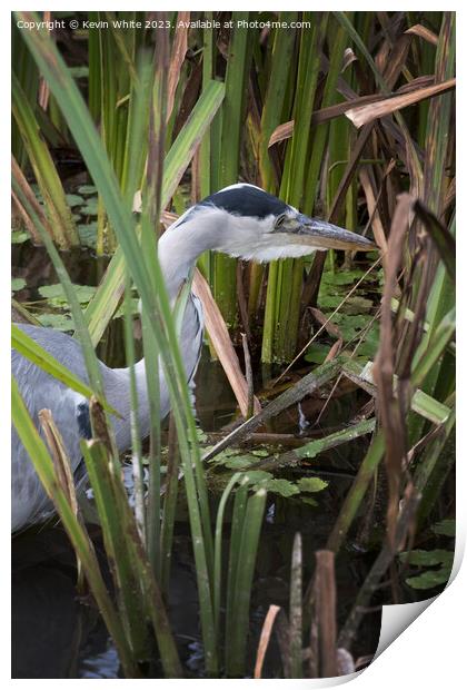 Heron has spotted something in the long reeds Print by Kevin White