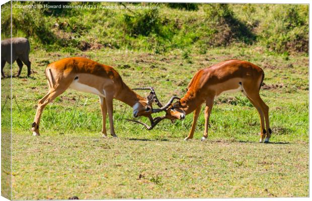 Male Impala fighting Canvas Print by Howard Kennedy