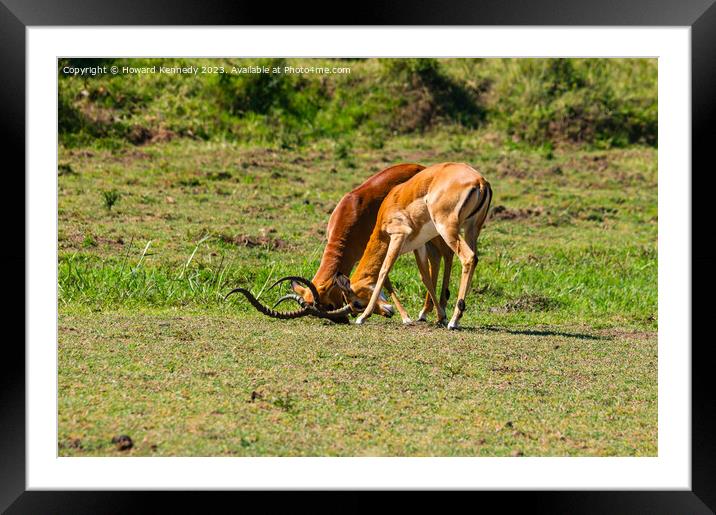 Male Impala fighting Framed Mounted Print by Howard Kennedy