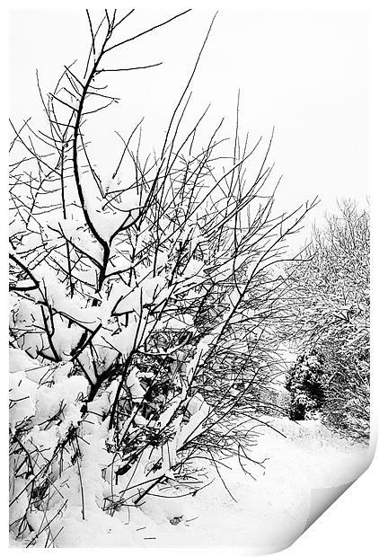 Wintry Branches Print by Jeni Harney