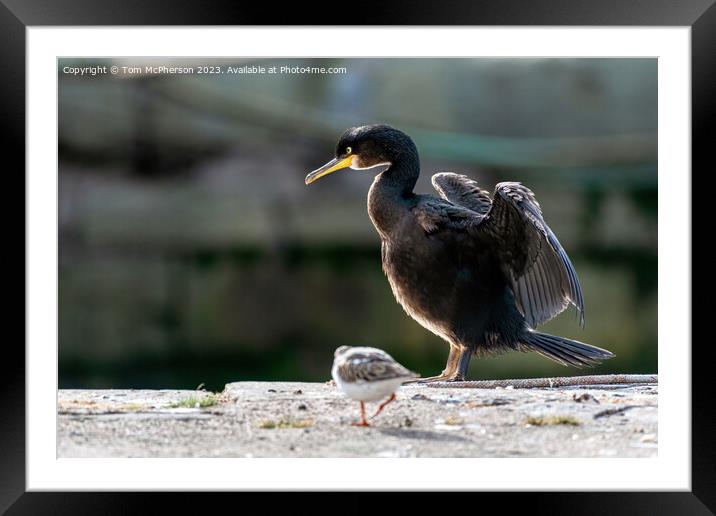 Cormorant at Burghead Harbour Framed Mounted Print by Tom McPherson