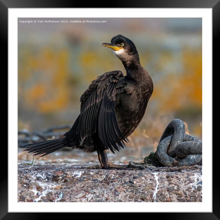 Cormorant  Framed Mounted Print by Tom McPherson