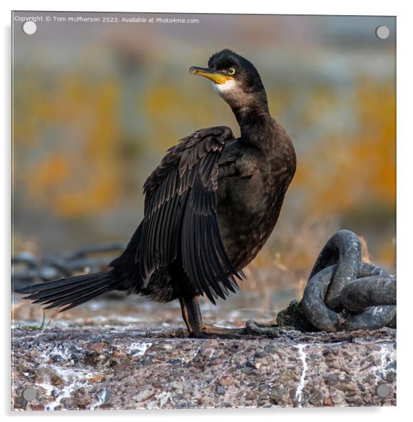 Cormorant  Acrylic by Tom McPherson