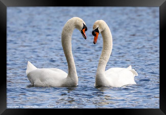 A beautiful pair of courting Mute Swans Framed Print by Simon Marlow