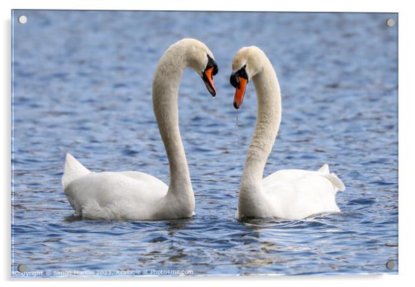 A beautiful pair of courting Mute Swans Acrylic by Simon Marlow