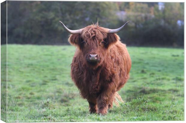 A large Highland Cow walking towards you on top of a lush green field Canvas Print by Simon Marlow