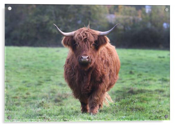 A large Highland Cow walking towards you on top of a lush green field Acrylic by Simon Marlow
