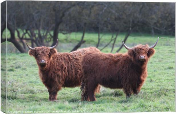 Pair of Highland Cows Canvas Print by Simon Marlow