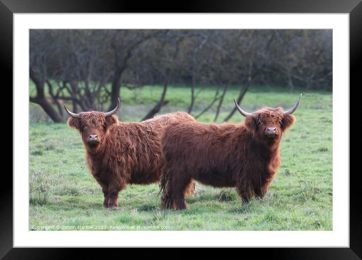 Pair of Highland Cows Framed Mounted Print by Simon Marlow
