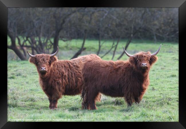 Pair of Highland Cows Framed Print by Simon Marlow