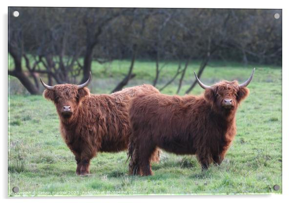 Pair of Highland Cows Acrylic by Simon Marlow