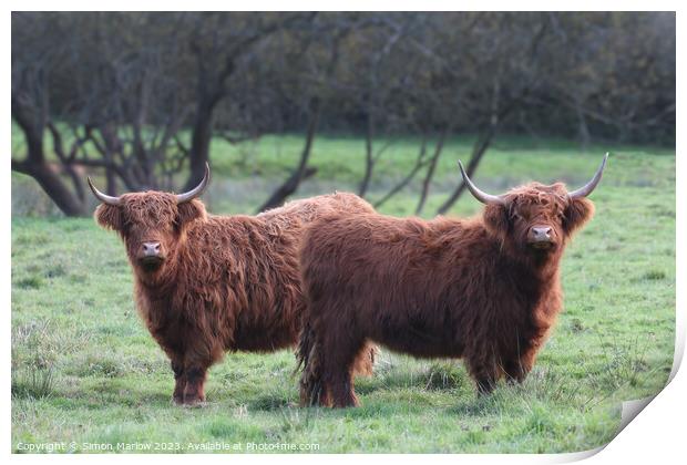 Pair of Highland Cows Print by Simon Marlow