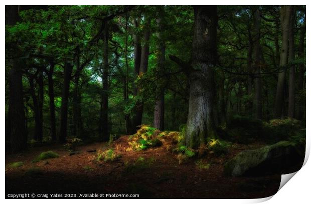 Padley Gorge Woodland Light. Print by Craig Yates