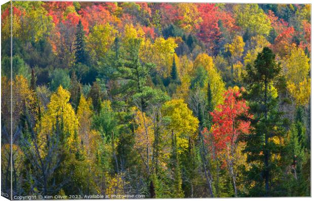 Autumn in Full Color Canvas Print by Ken Oliver