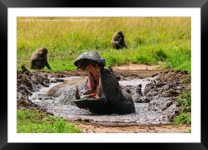Hippo yawning Framed Mounted Print by Howard Kennedy
