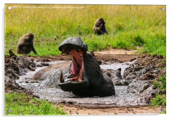 Hippo yawning Acrylic by Howard Kennedy